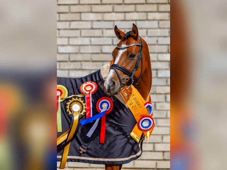 Welsh D (Cob) Gelding 9 years 14,2 hh Brown in Oirsbeek