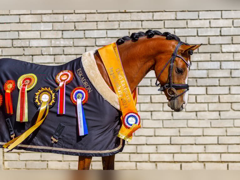 Welsh D (Cob) Gelding 9 years 14,2 hh Brown in Oirsbeek