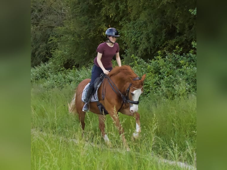 Welsh D (Cob) Mix Gelding 9 years 15,1 hh Chestnut-Red in Mülheim an der Ruhr