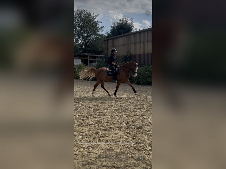 Welsh D (Cob) Mix Gelding 9 years 15,1 hh Chestnut-Red in Mülheim an der Ruhr