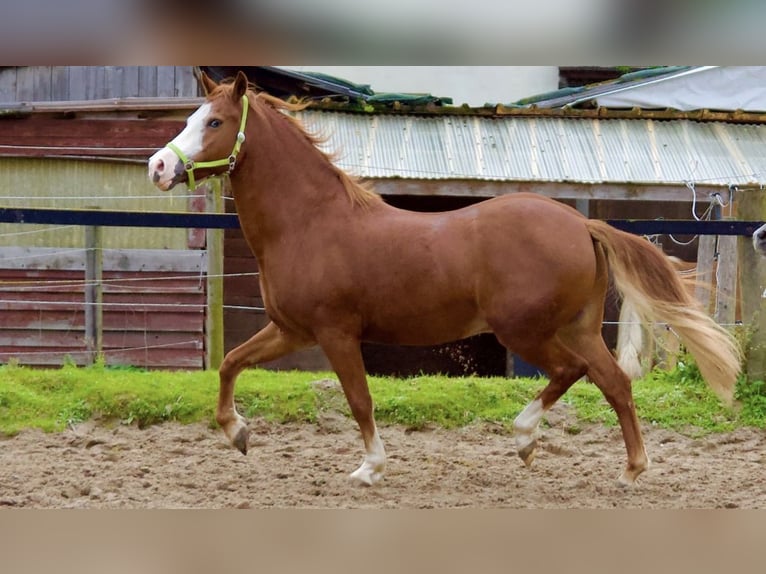 Welsh D (Cob) Mix Gelding 9 years 15,1 hh Chestnut-Red in Mülheim an der Ruhr