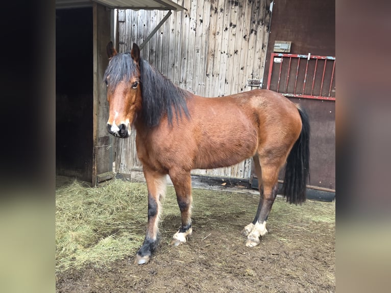 Welsh D (Cob) Mare 10 years 14.1 hh Brown in Hohenahr