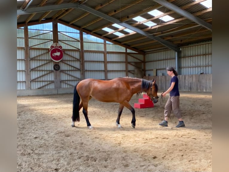 Welsh D (Cob) Mare 10 years 14.1 hh Brown in Hohenahr