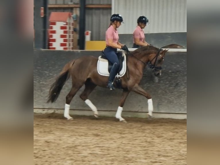 Welsh D (Cob) Mare 10 years 14 hh Chestnut-Red in Pijnacker