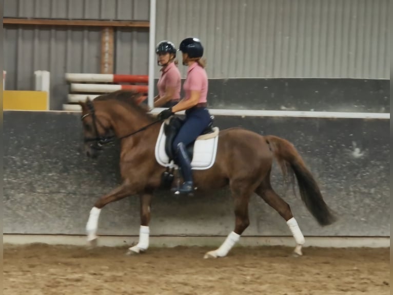 Welsh D (Cob) Mare 10 years 14 hh Chestnut-Red in Pijnacker