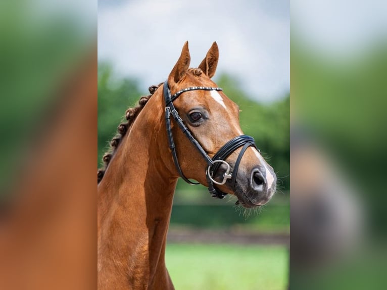 Welsh D (Cob) Mare 10 years 14 hh Chestnut-Red in Pijnacker