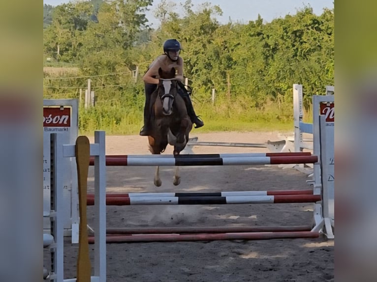 Welsh D (Cob) Mare 10 years 14,1 hh Chestnut in Krumstedt