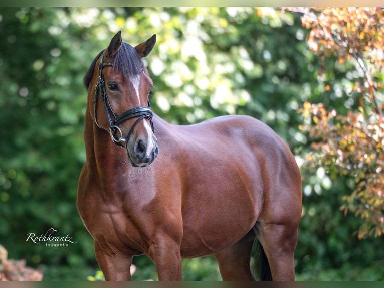 Welsh D (Cob) Mare 10 years 14,2 hh Brown in Maurik