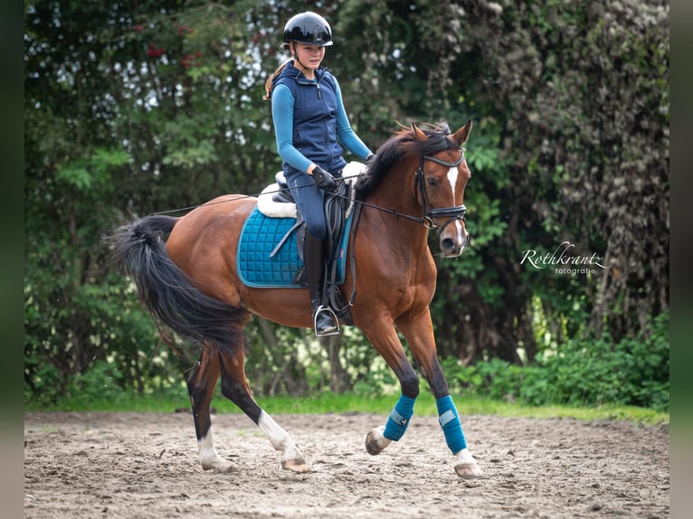 Welsh D (Cob) Mare 10 years 14,2 hh Brown in Maurik