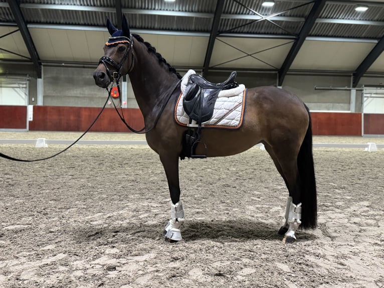 Welsh D (Cob) Mare 10 years 15,1 hh Bay-Dark in Eindhoven