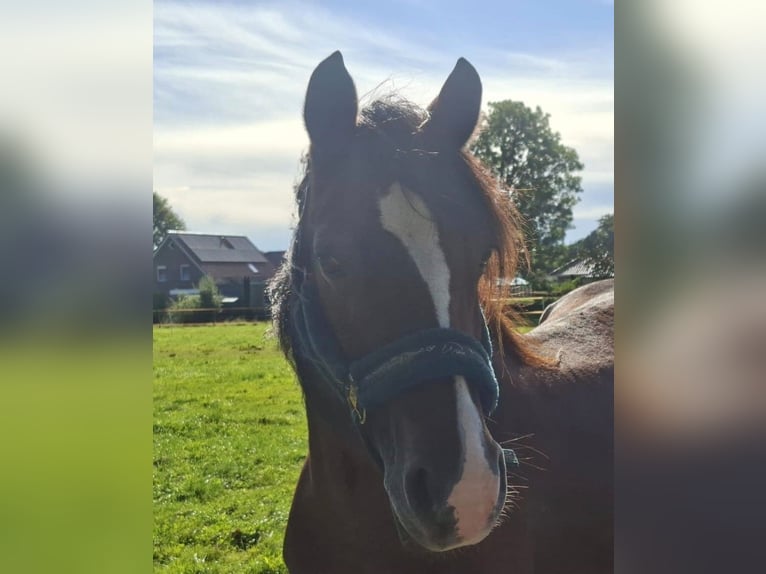 Welsh D (Cob) Mare 11 years 14 hh Brown in Filsum