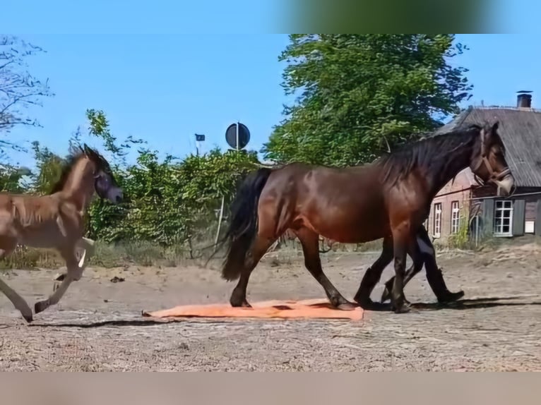 Welsh D (Cob) Mare 11 years 14 hh Brown in Filsum