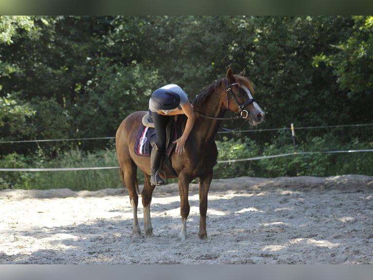 Welsh D (Cob) Mare 11 years 14,1 hh Chestnut in Schaafheim