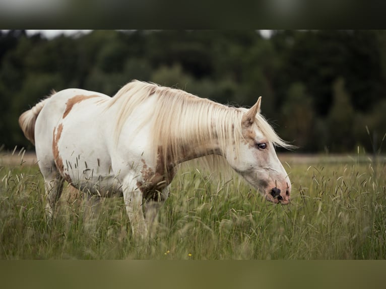 Welsh D (Cob) Mix Mare 11 years 15 hh Overo-all-colors in Luckau