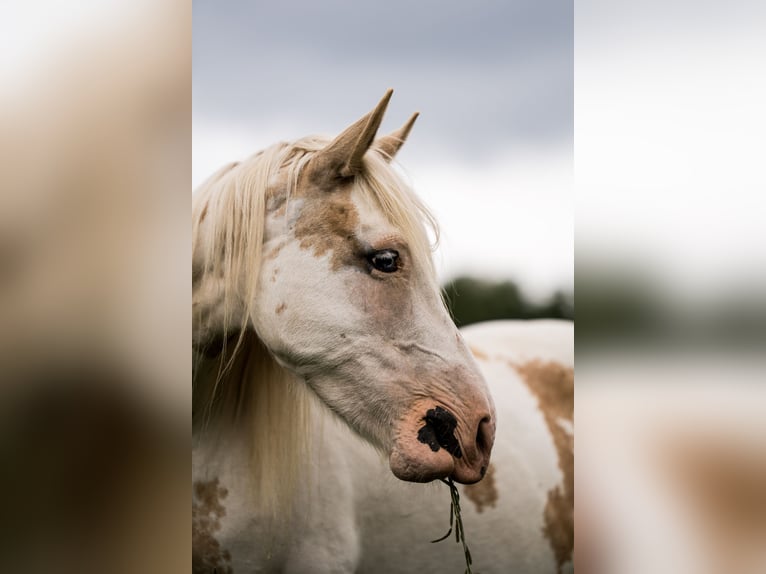 Welsh D (Cob) Mix Mare 11 years 15 hh Overo-all-colors in Luckau