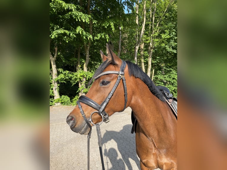 Welsh D (Cob) Mare 12 years 14 hh Brown in Rosengarten