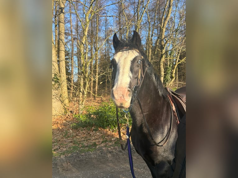 Welsh D (Cob) Mare 12 years 14 hh Smoky-Black in Itterbeck-Wilsum