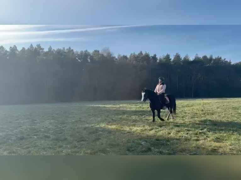 Welsh D (Cob) Mare 12 years 14 hh Smoky-Black in Itterbeck-Wilsum