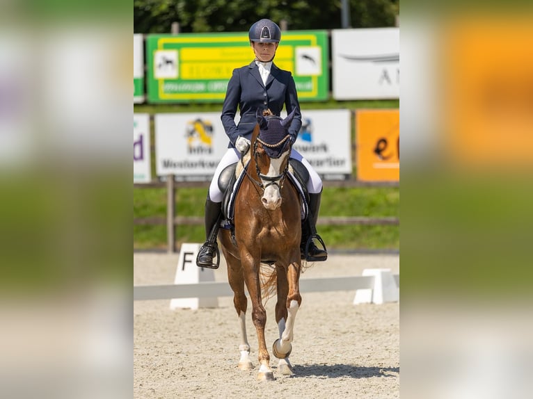 Welsh D (Cob) Mare 12 years 14,2 hh Chestnut-Red in Groningen
