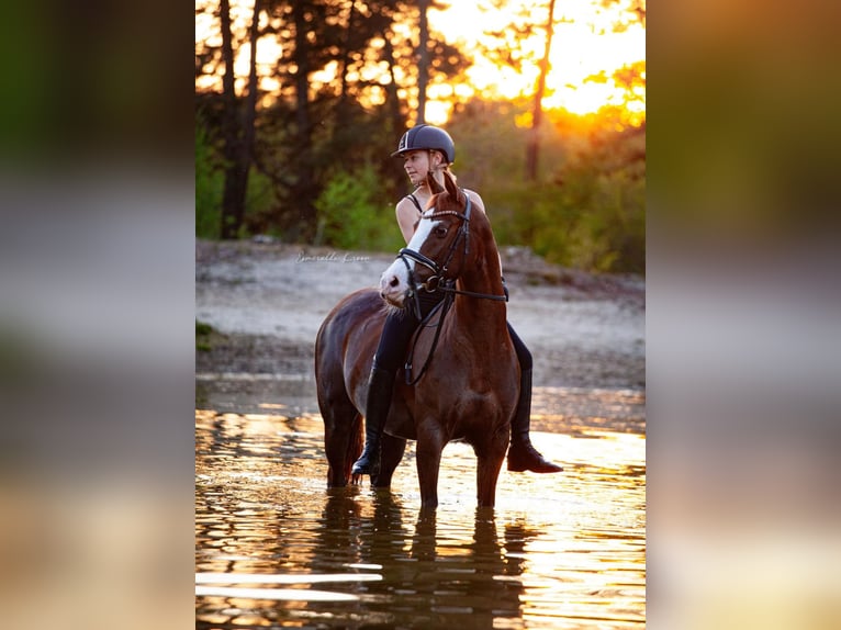 Welsh D (Cob) Mare 12 years 14,2 hh Chestnut-Red in Groningen