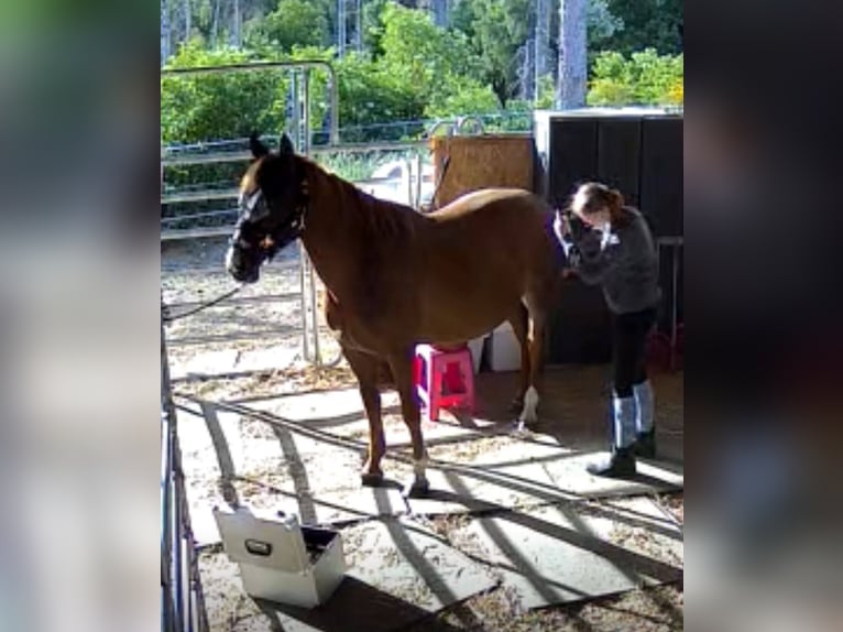 Welsh D (Cob) Mare 12 years 14,2 hh Chestnut-Red in Linkenbach