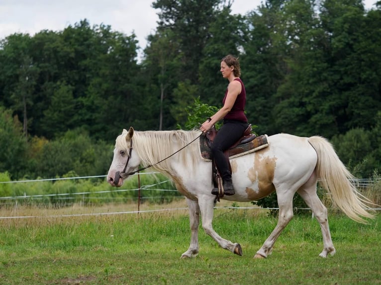 Welsh D (Cob) Mix Mare 12 years 14,3 hh Pinto in Luckau