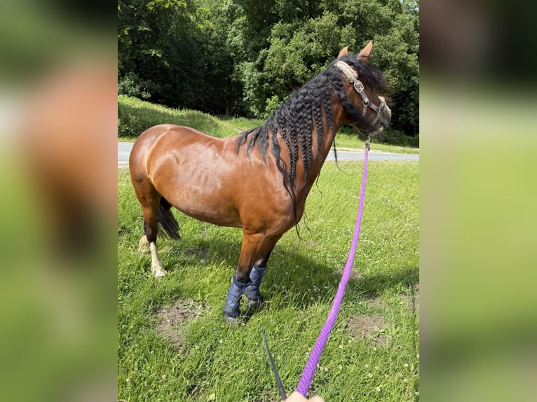 Welsh D (Cob) Mix Mare 13 years 14.1 hh Brown in Heide