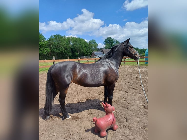 Welsh D (Cob) Mare 13 years 14,1 hh Bay-Dark in Schlo&#xDF; Holte-Stukenbrock
