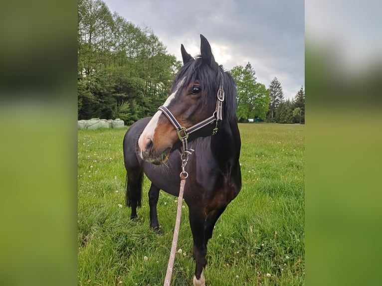 Welsh D (Cob) Mare 13 years 14,1 hh Bay-Dark in Schlo&#xDF; Holte-Stukenbrock