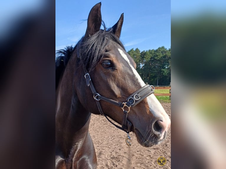 Welsh D (Cob) Mare 13 years 14,1 hh Bay-Dark in Schlo&#xDF; Holte-Stukenbrock