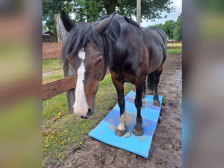 Welsh D (Cob) Mare 13 years 14,1 hh Bay-Dark in Schlo&#xDF; Holte-Stukenbrock