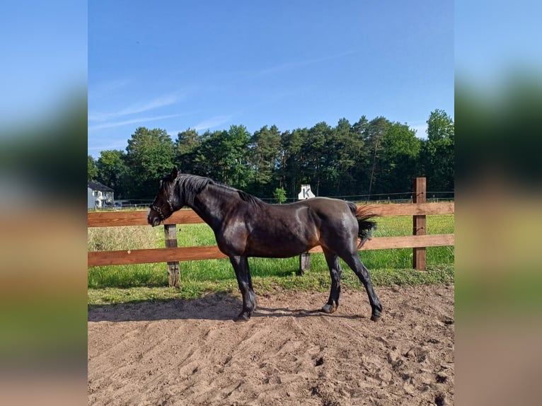 Welsh D (Cob) Mare 13 years 14,1 hh Bay-Dark in Schlo&#xDF; Holte-Stukenbrock
