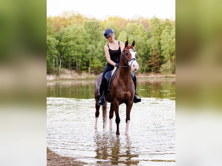Welsh D (Cob) Mare 13 years 14,2 hh Chestnut-Red in Groningen