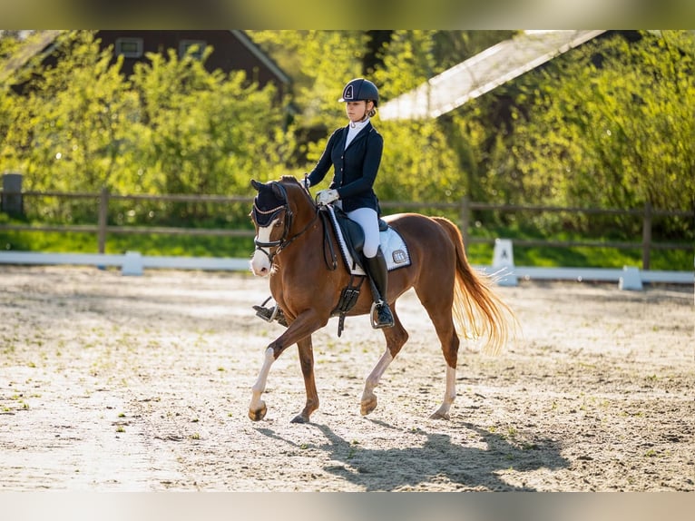 Welsh D (Cob) Mare 13 years 14,2 hh Chestnut-Red in Groningen