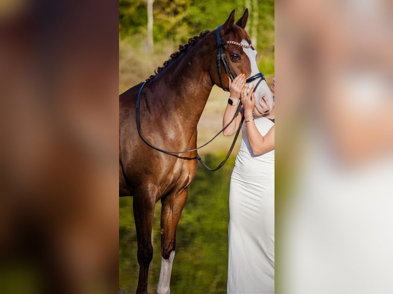 Welsh D (Cob) Mare 13 years 14,2 hh Chestnut-Red in Groningen