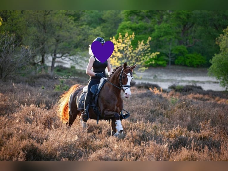 Welsh D (Cob) Mare 13 years 14,2 hh Chestnut-Red in Groningen