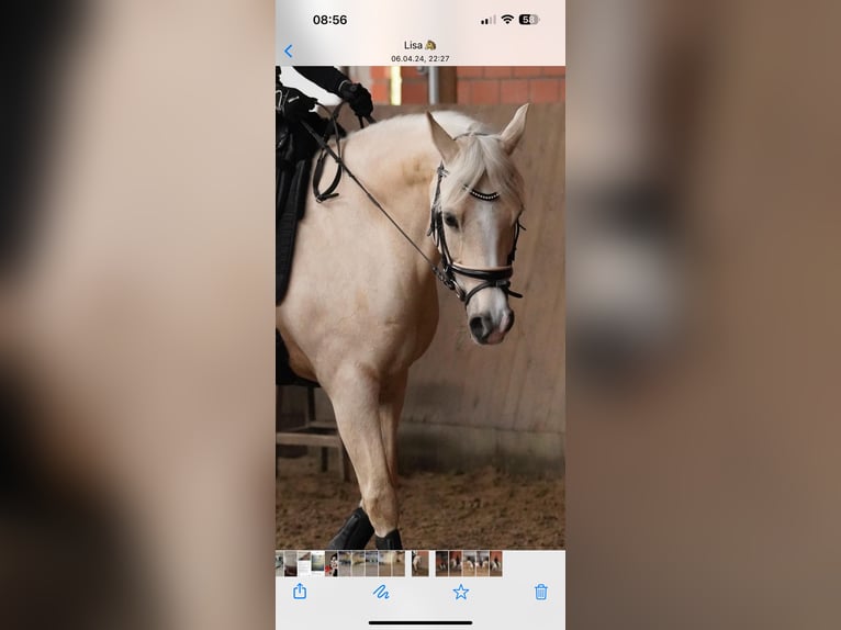 Welsh D (Cob) Mare 13 years 14,2 hh Palomino in Frelsdorf