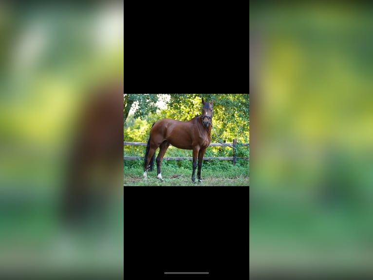 Welsh D (Cob) Mare 13 years 14,3 hh Chestnut-Red in Sulingen