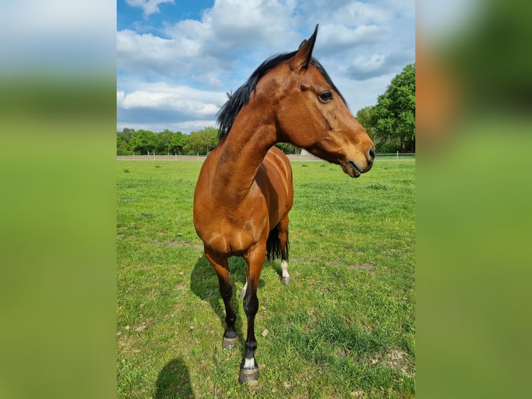Welsh D (Cob) Mare 13 years 14,3 hh Chestnut-Red in Sulingen