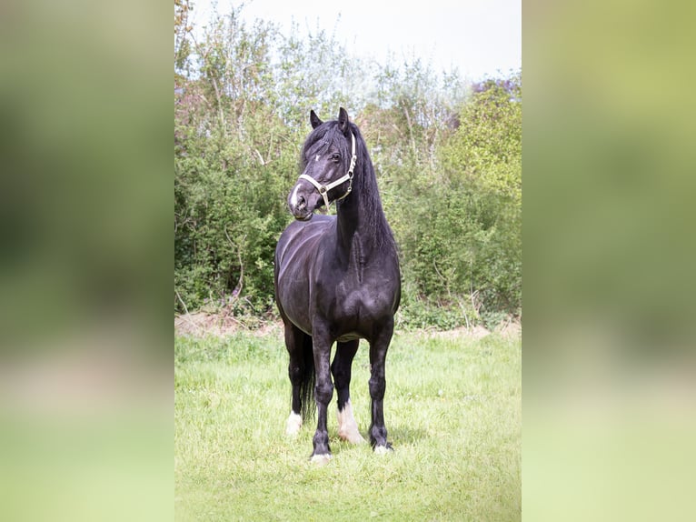 Welsh D (Cob) Mare 13 years 15.1 hh Black in Stahnsdorf