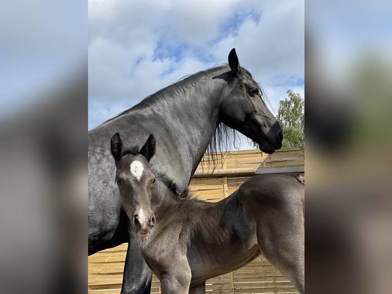 Welsh D (Cob) Mare 13 years 15.1 hh Black in Stahnsdorf