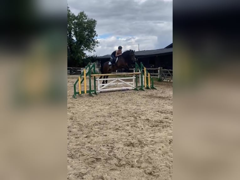 Welsh D (Cob) Mare 13 years Bay-Dark in London