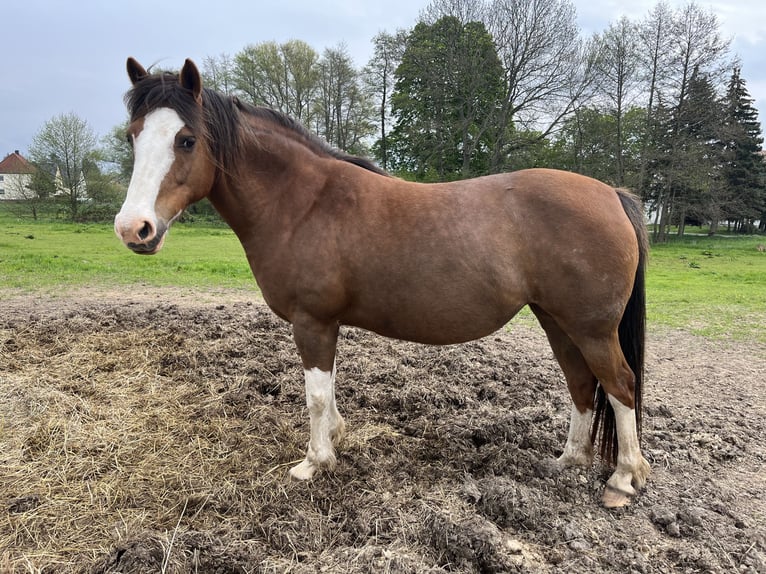 Welsh D (Cob) Mare 14 years 13,2 hh Chestnut-Red in Grimma