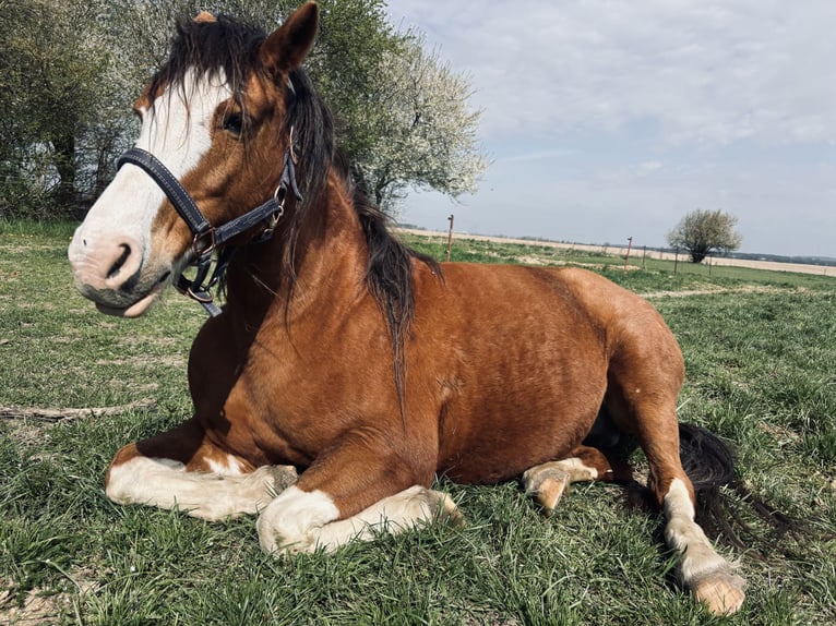 Welsh D (Cob) Mare 14 years 13,2 hh Chestnut-Red in Grimma