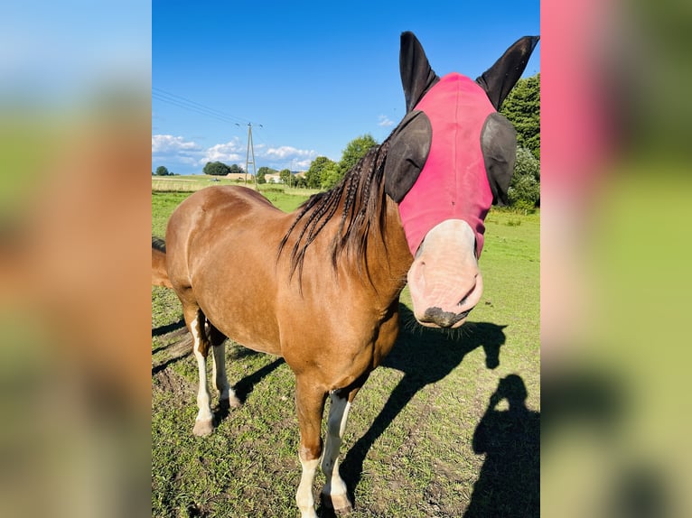 Welsh D (Cob) Mare 14 years 13,2 hh Chestnut-Red in Grimma