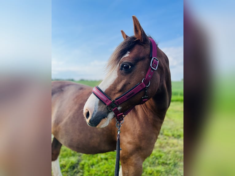 Welsh D (Cob) Mare 14 years 13,2 hh Chestnut-Red in Grimma
