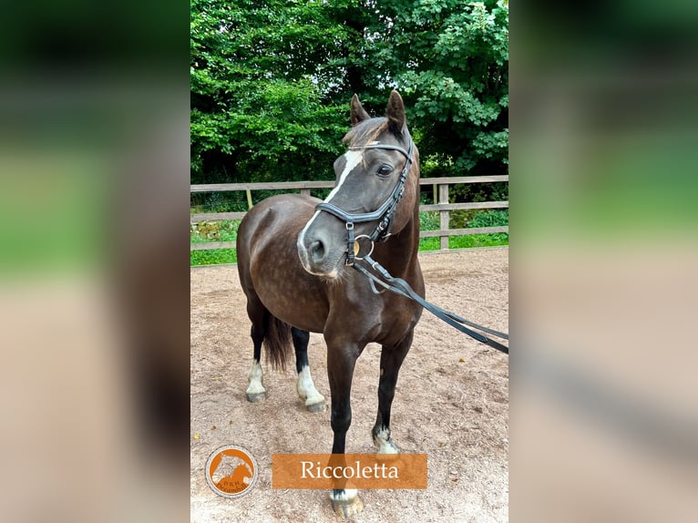 Welsh D (Cob) Mare 14 years 13,3 hh Black in Loughrea