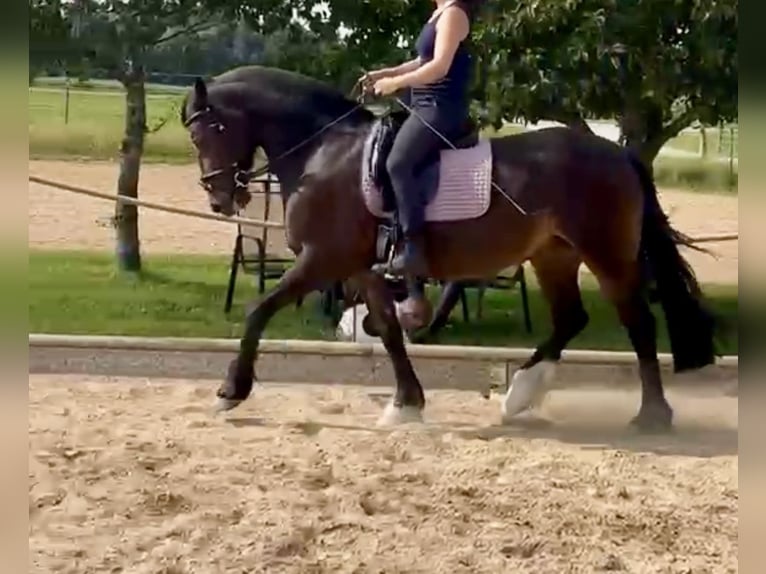 Welsh D (Cob) Mare 14 years 14.3 hh Bay-Dark in Iffeldorf