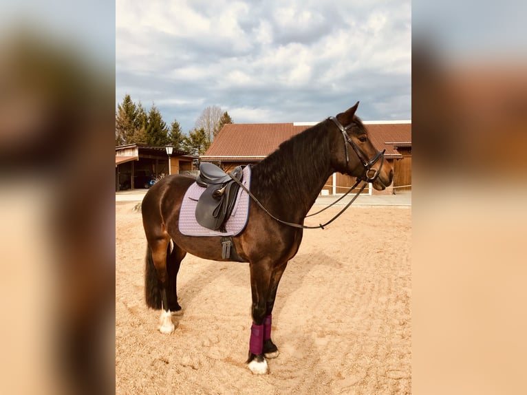 Welsh D (Cob) Mare 14 years 14.3 hh Bay-Dark in Iffeldorf