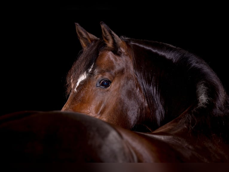 Welsh D (Cob) Mare 14 years 14.3 hh Bay-Dark in Iffeldorf